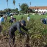 A volunteer prunes the roses at the Mission Rose Garden with a view of the Santa Barbara Mission in the background.