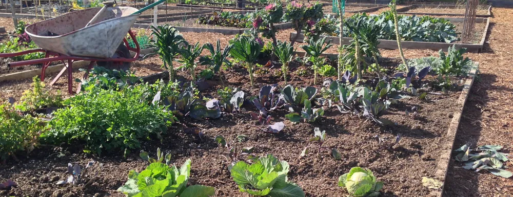 Vegetables growing at a community garden with a wheelbarrow nearby