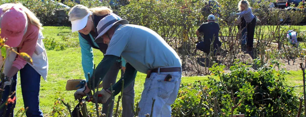Volunteers at the A.C. Postel Mission Rose Garden