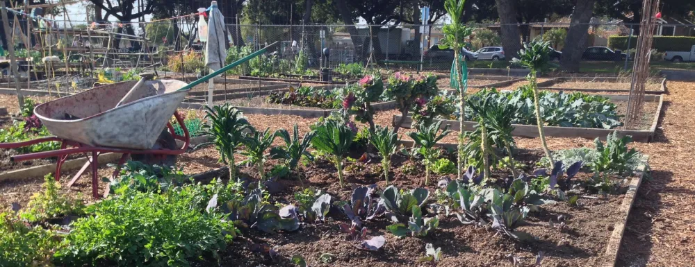 Plants growing at the Yanonali Community Garden