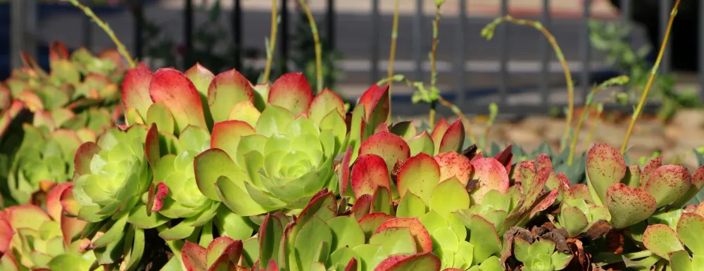 Succulents at Alice Keck Park Memorial Garden with park fence in the background