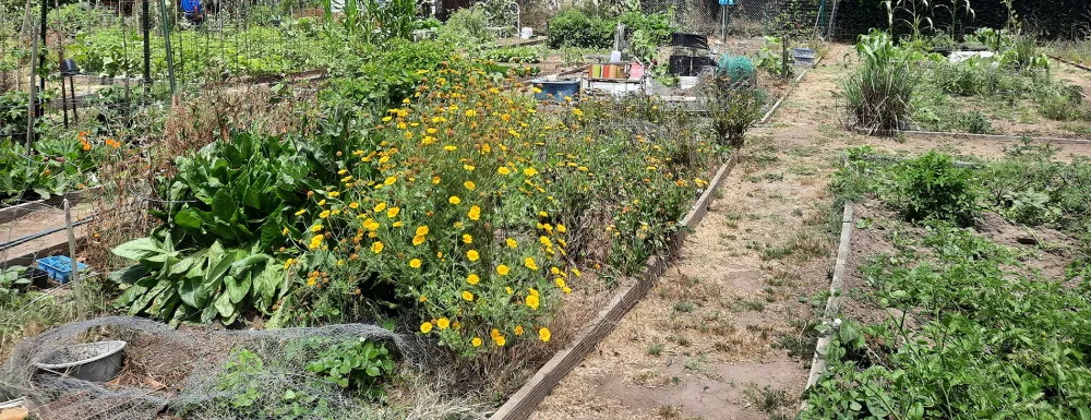 Rancheria Community Garden