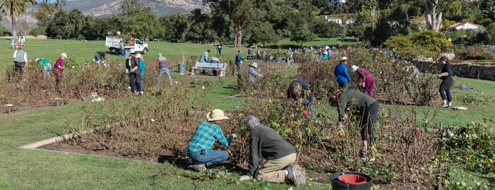 Volunteers working together to prune the rose garden at Mission Historical Park with a view of the mountains in the background.