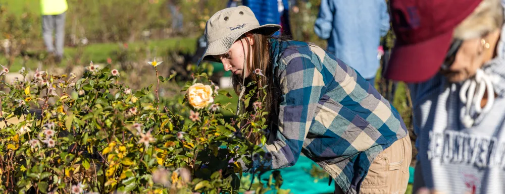 Volunteers work on rose bushes as Mission Historical Park