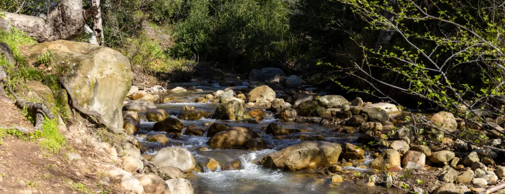 Rattlesnake Trail alongside a running creek