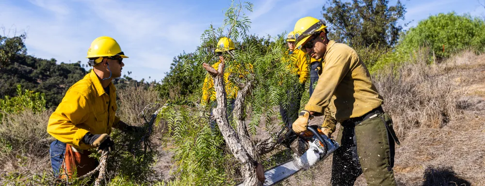 Staff remove brush to aid in wildfire prevention