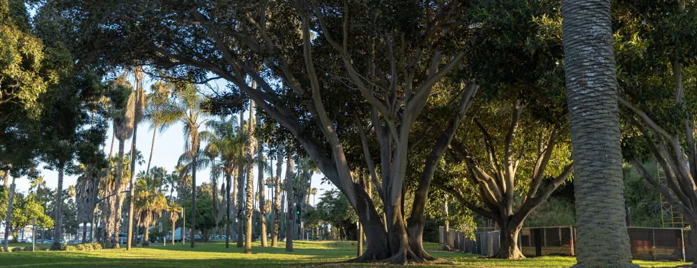 Trees tower over the grass of Plaza del Mar