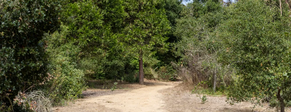 A trail in Honda Valley Park