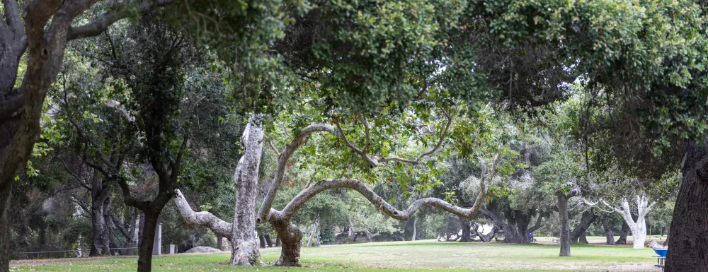 Oak Park grassy area lined with oak trees