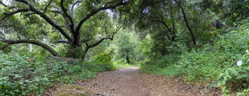 Jesusita Trail with a canopy of trees overhead