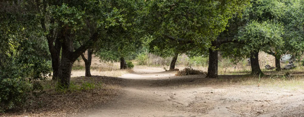 Stevens Park trail with shaded canopy of trees