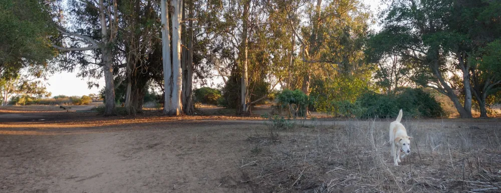 DFP Trees and Dog.jpg