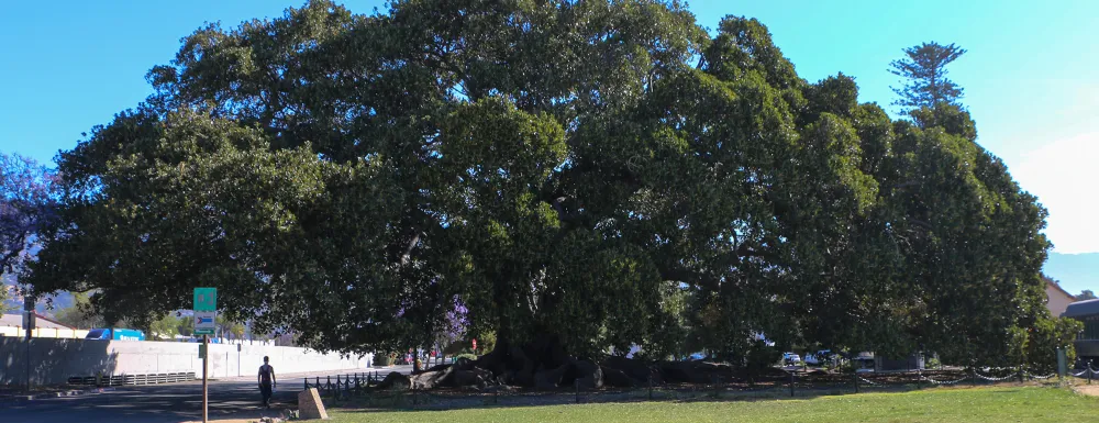 Moreton Bay Fig Tree.jpg