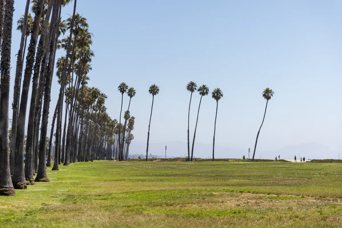 Grass field on beachside of chase palm park with palm trees lining the left side