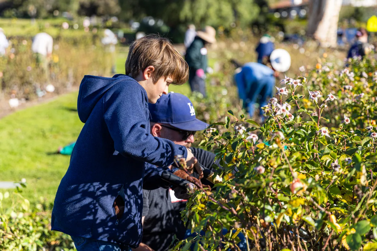 Volunteers work on rose bushes as Mission Historical Park