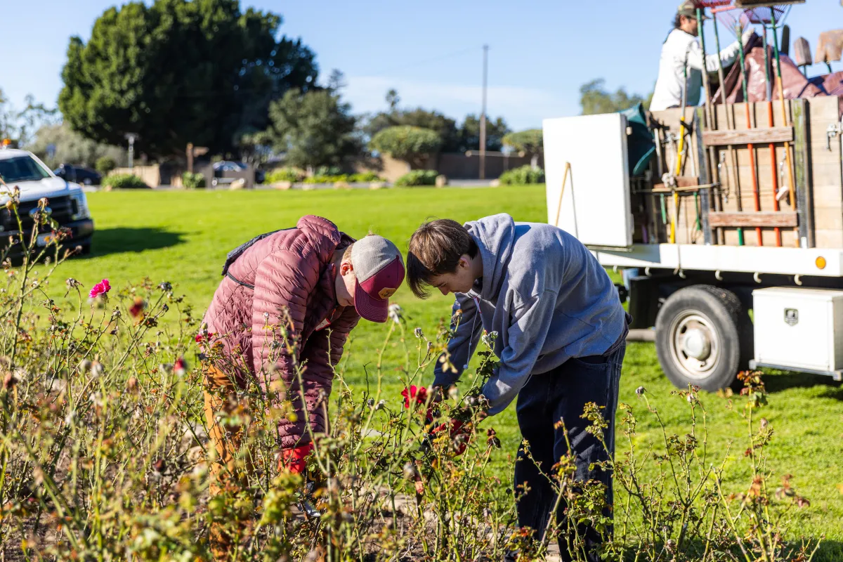 Volunteers work on rose bushes as Mission Historical Park