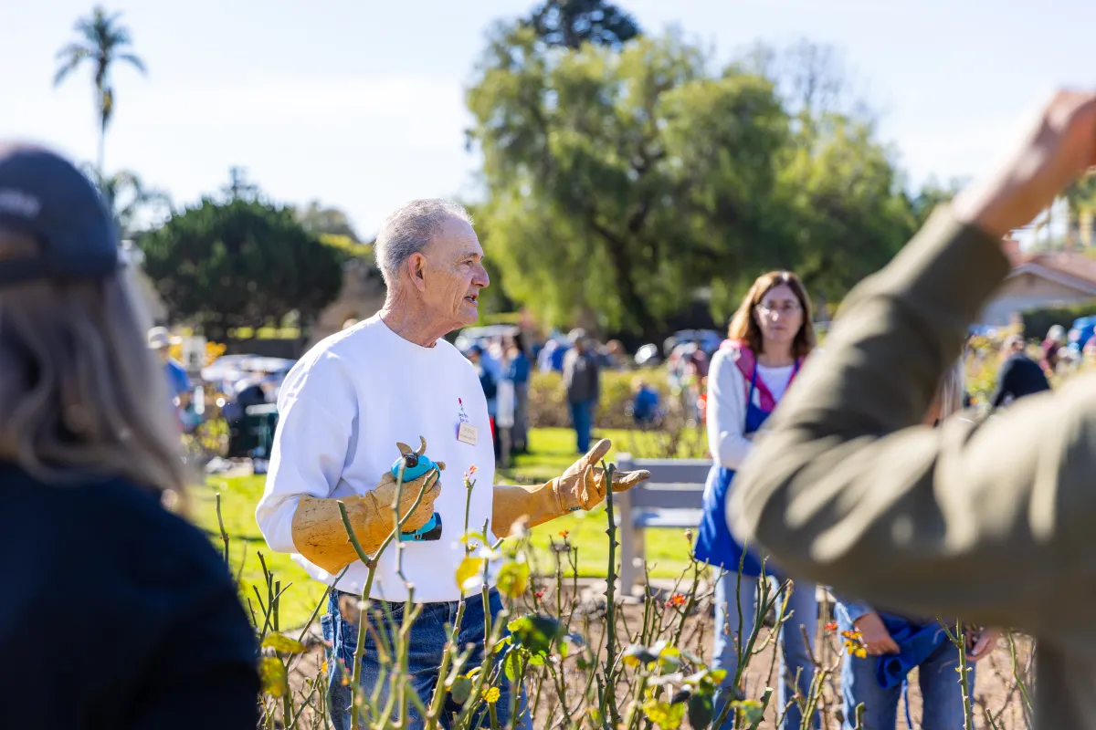 Volunteers watch a rose pruning demonstration
