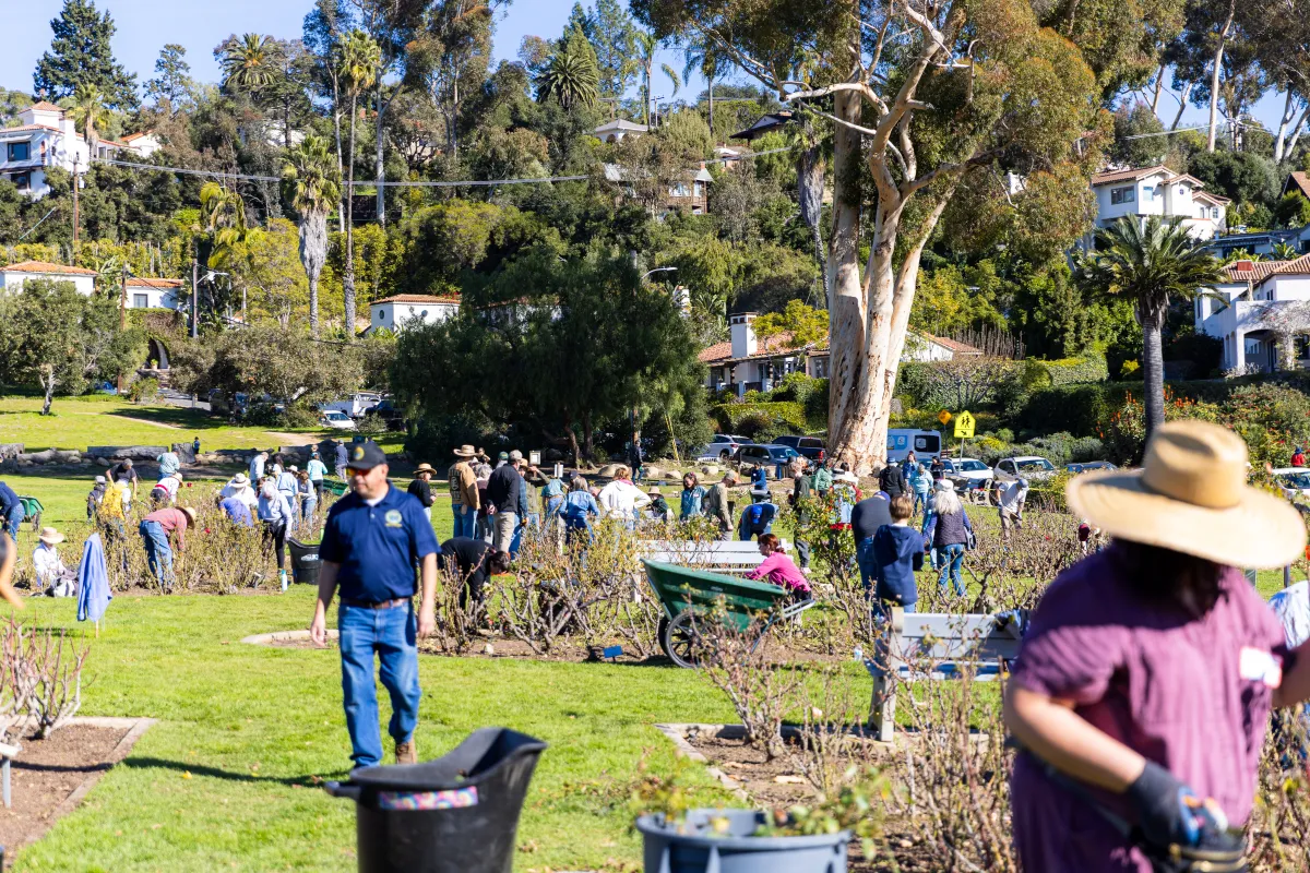 Volunteers work on rose bushes as Mission Historical Park