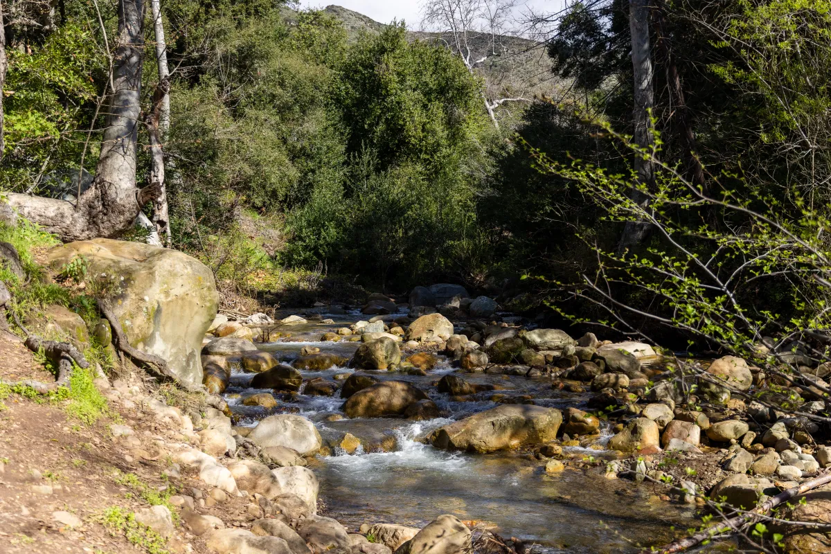 Rattlesnake Trail alongside a running creek