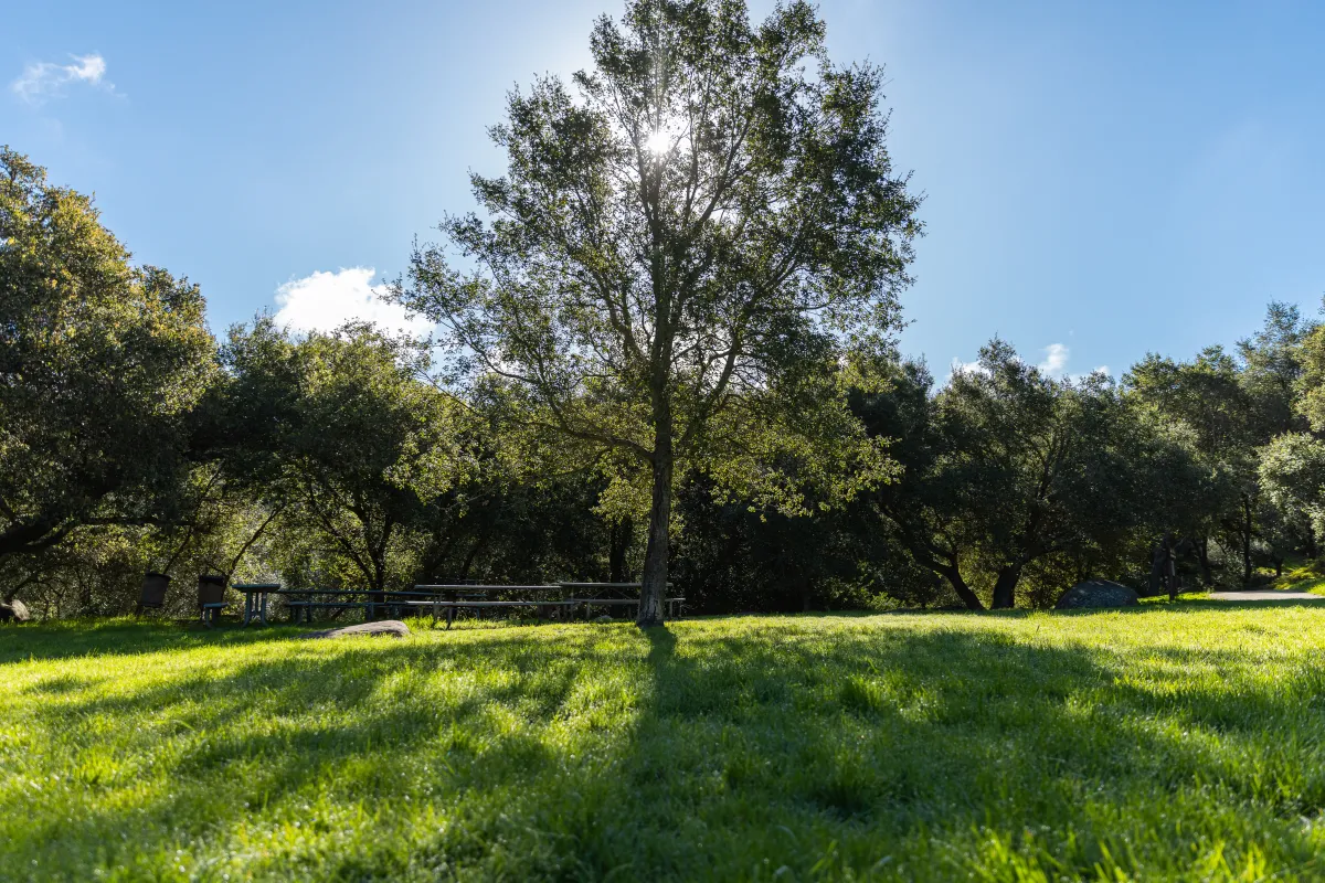 Skofield Park Picnic Area D tree and grassy field