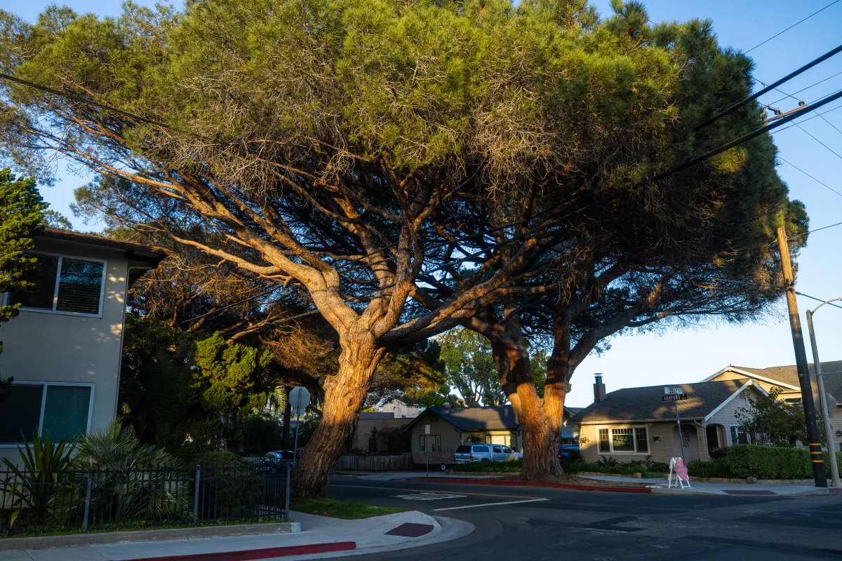 Anapamu Italian Stone Pines