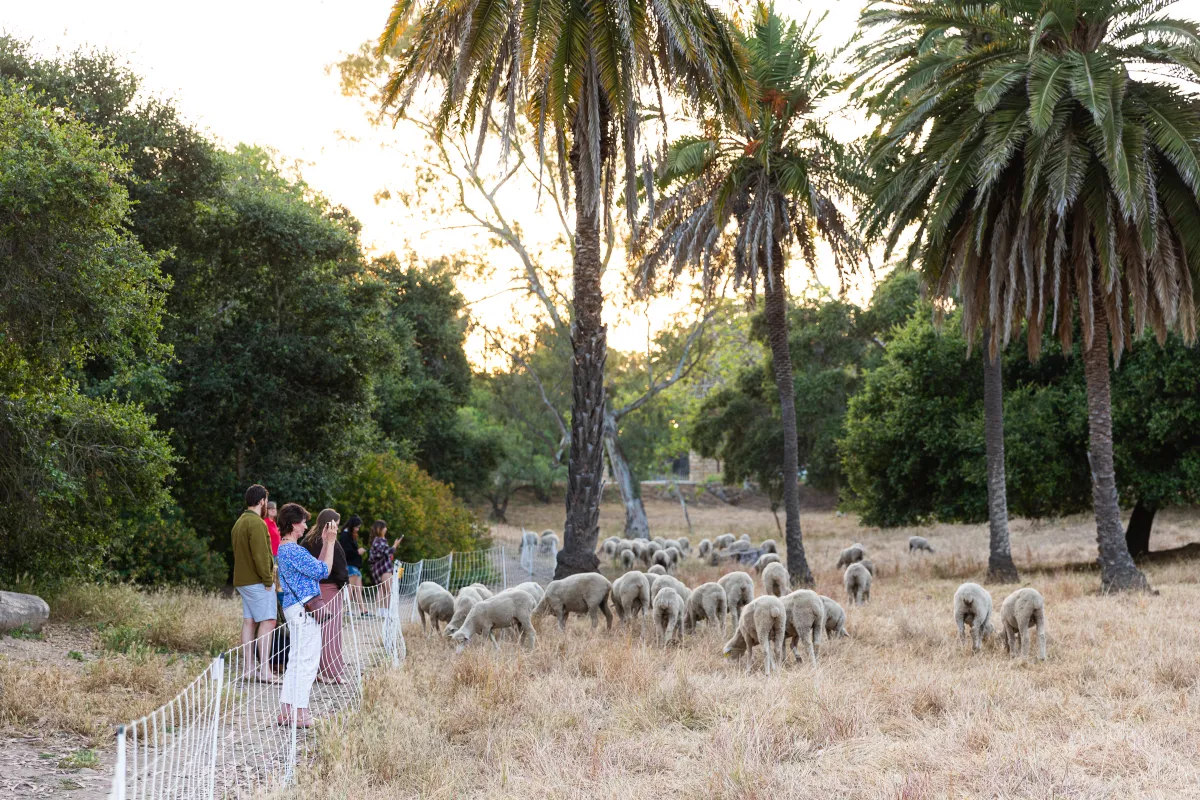 People visit the sheep at Mission Historical Park