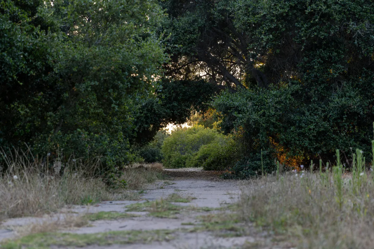 Douglas Family Preserve shady trail