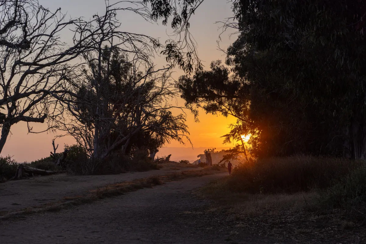 Douglas Family Preserve sunset through the trees