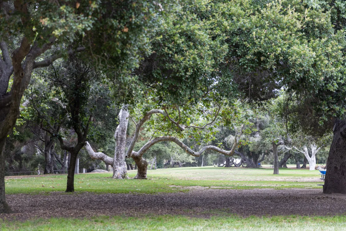 Oak Park grassy area lined with oak trees