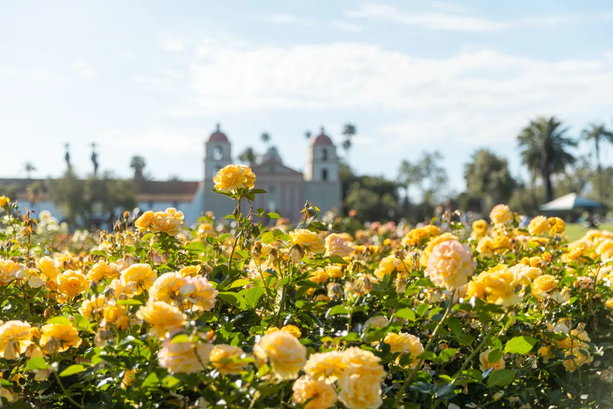 Yellow roses at A.C. Postel Memorial Rose Garden, with the Mission in the background