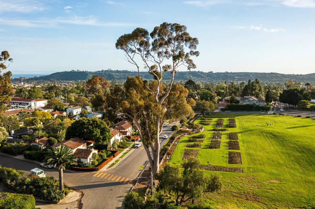 Aerial view of the A.C. Postel Memorial Rose Garden with the large Sugar Gum Eucalyptus tree as the focus