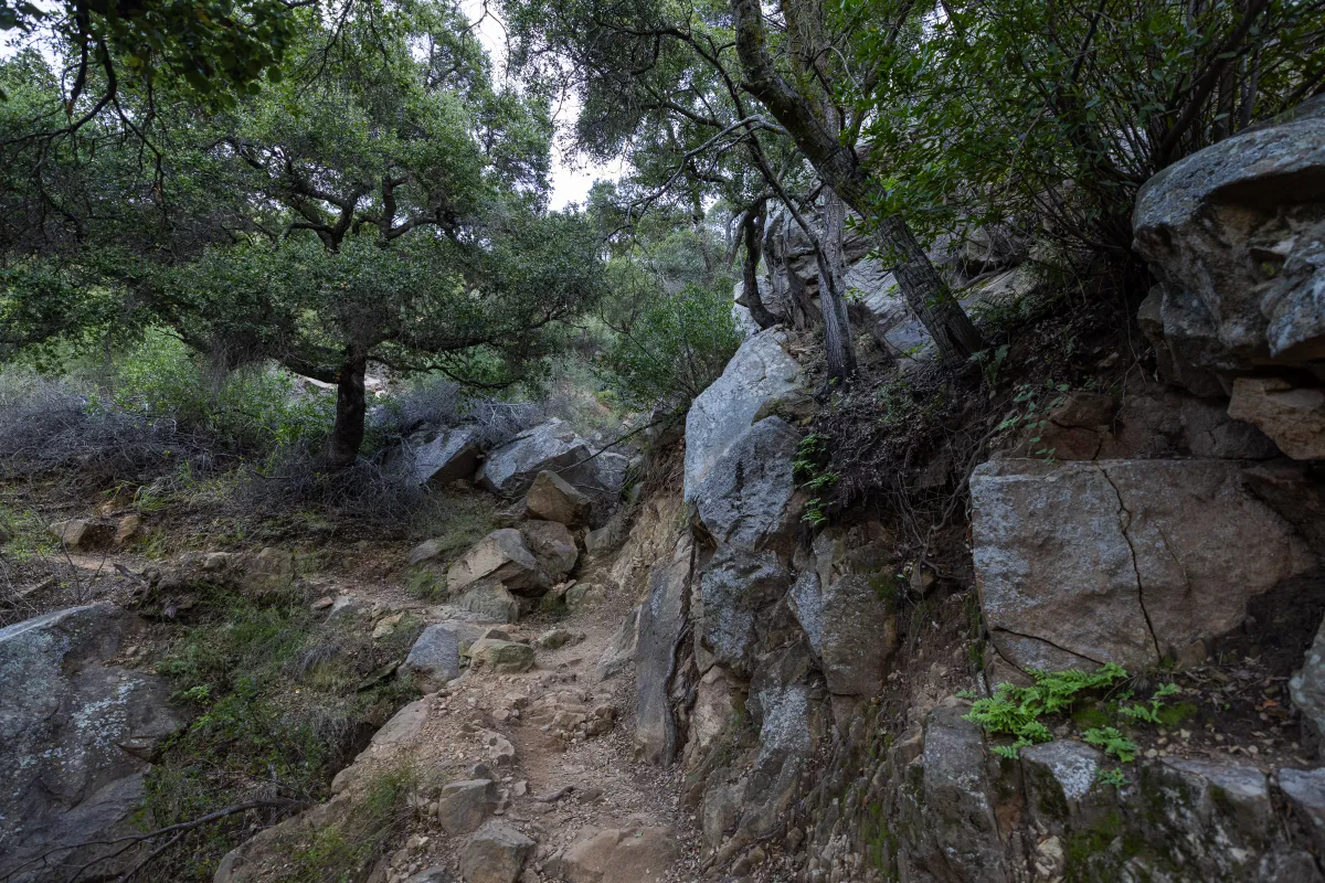 Cold Spring Trail with complete tree cover