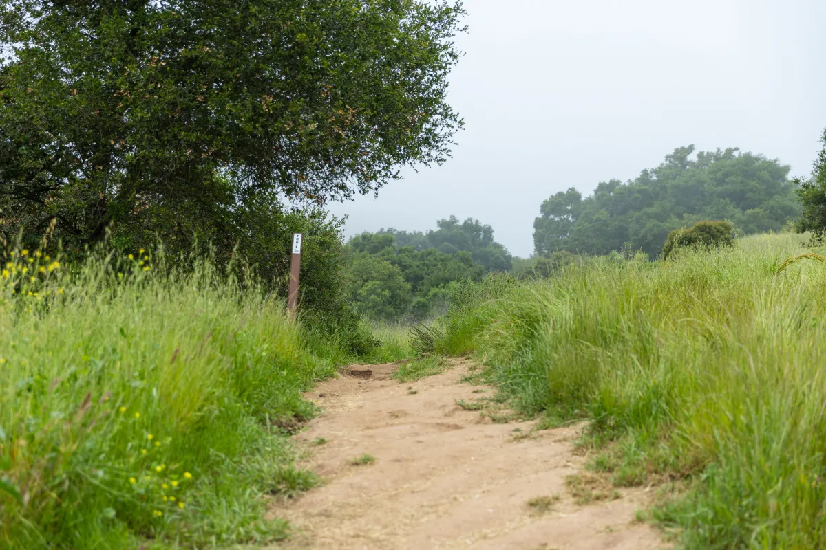 Jesusita Trail with a lush green meadow