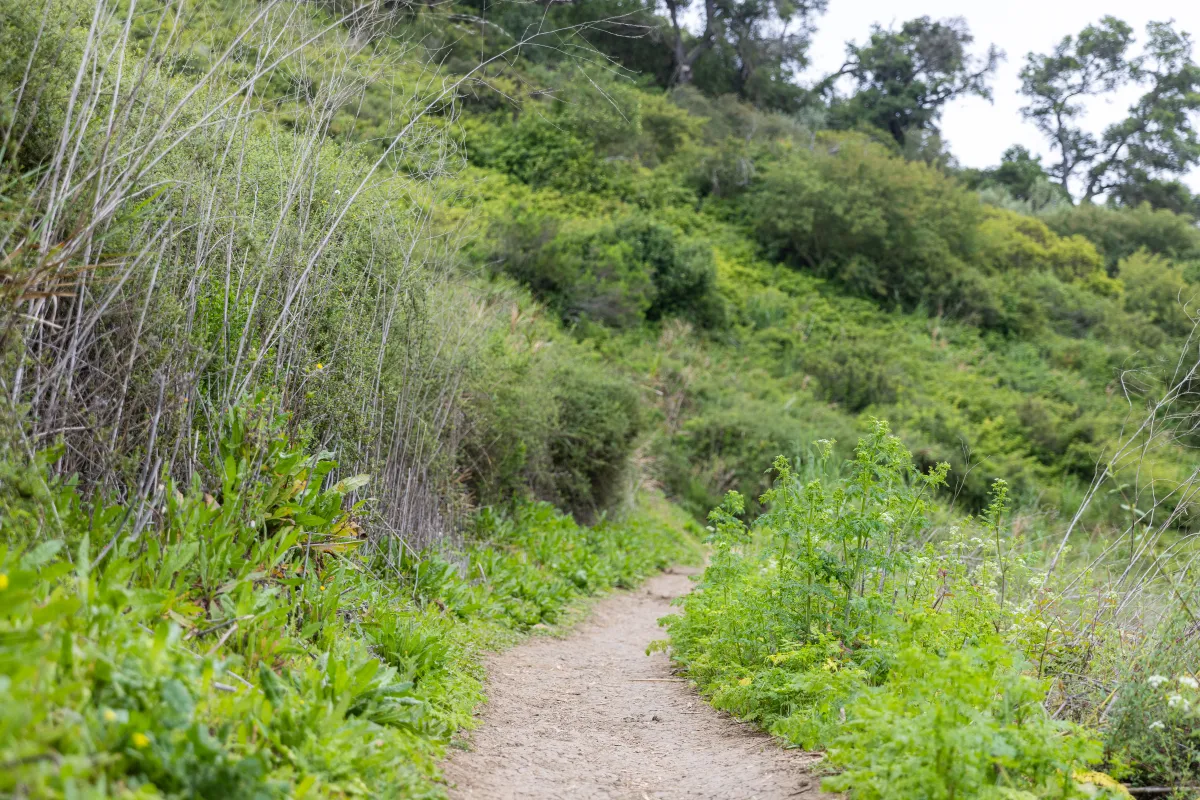 Jesusita Trail single track path along a hillside