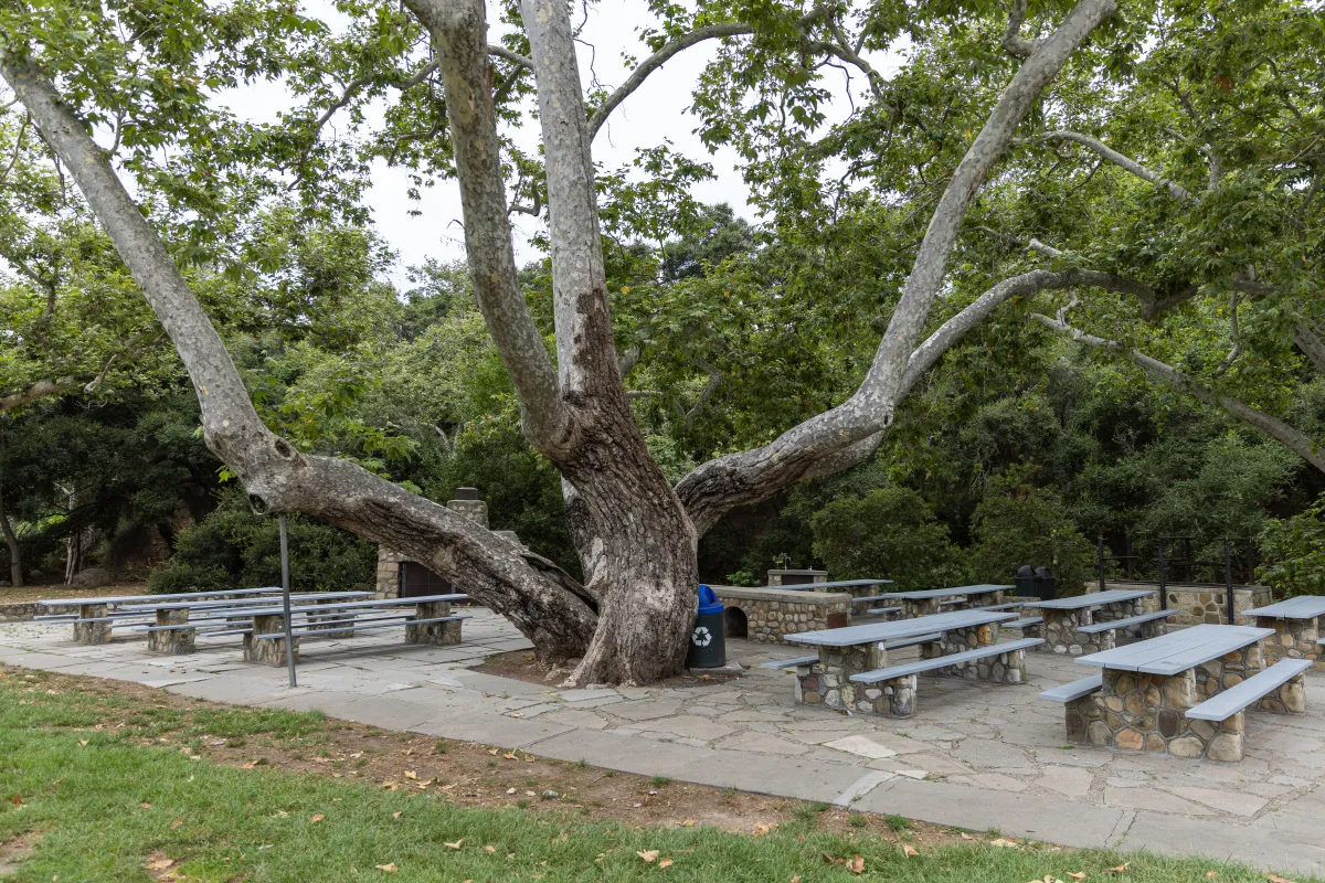 Oak Park Sycamore Picnic Area