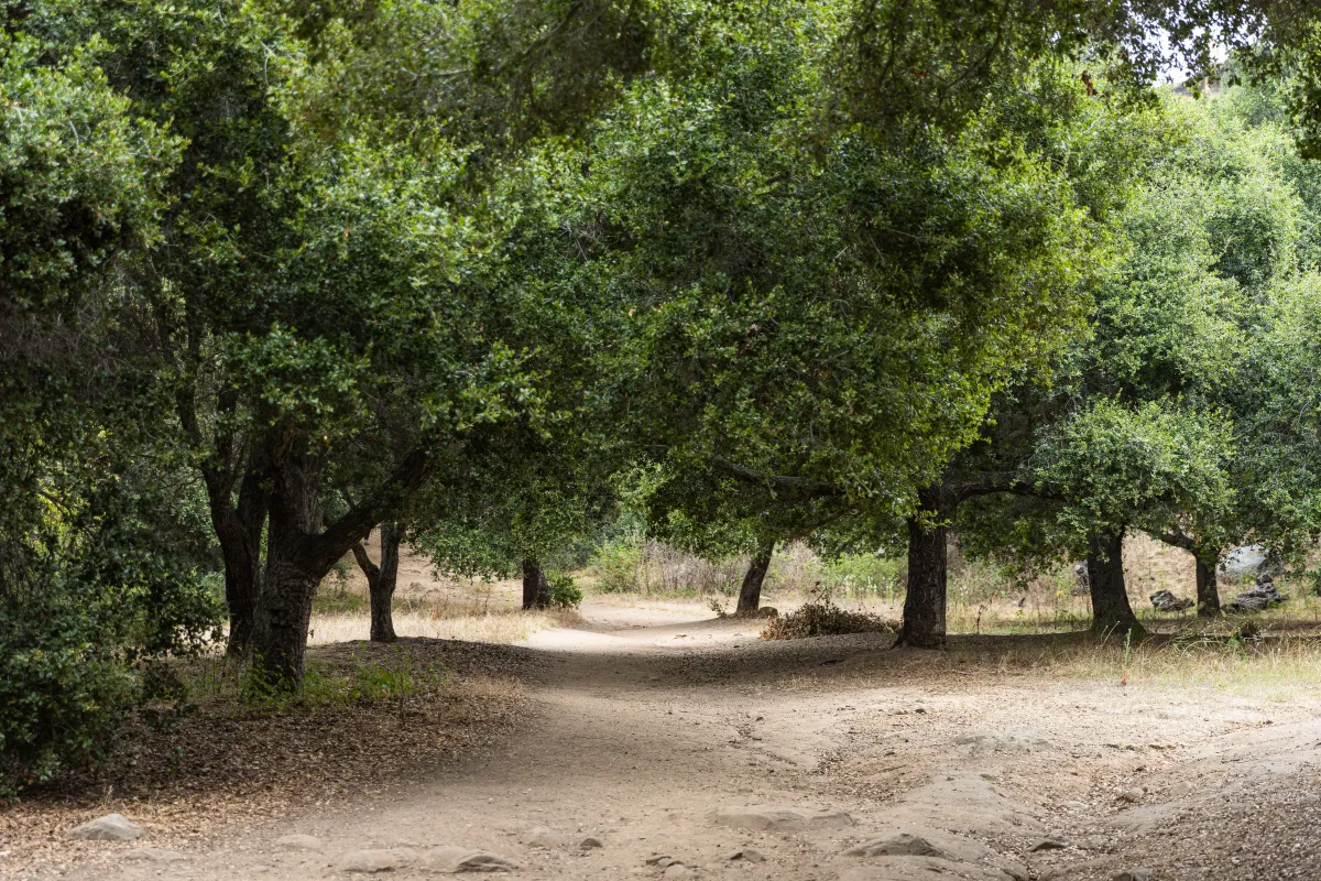 Stevens Park trail with shaded canopy of trees