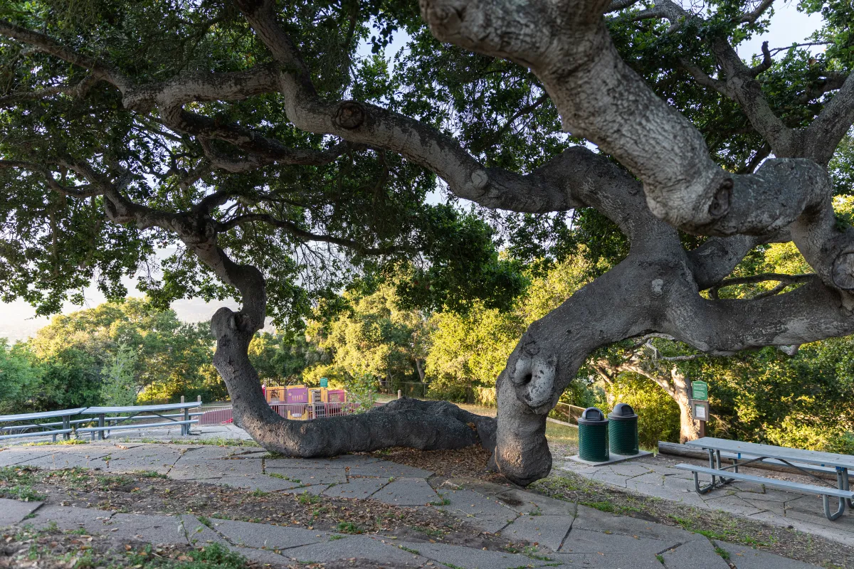 Large oak tree with picnic tables next to it at Hilda McIntyre Ray Park