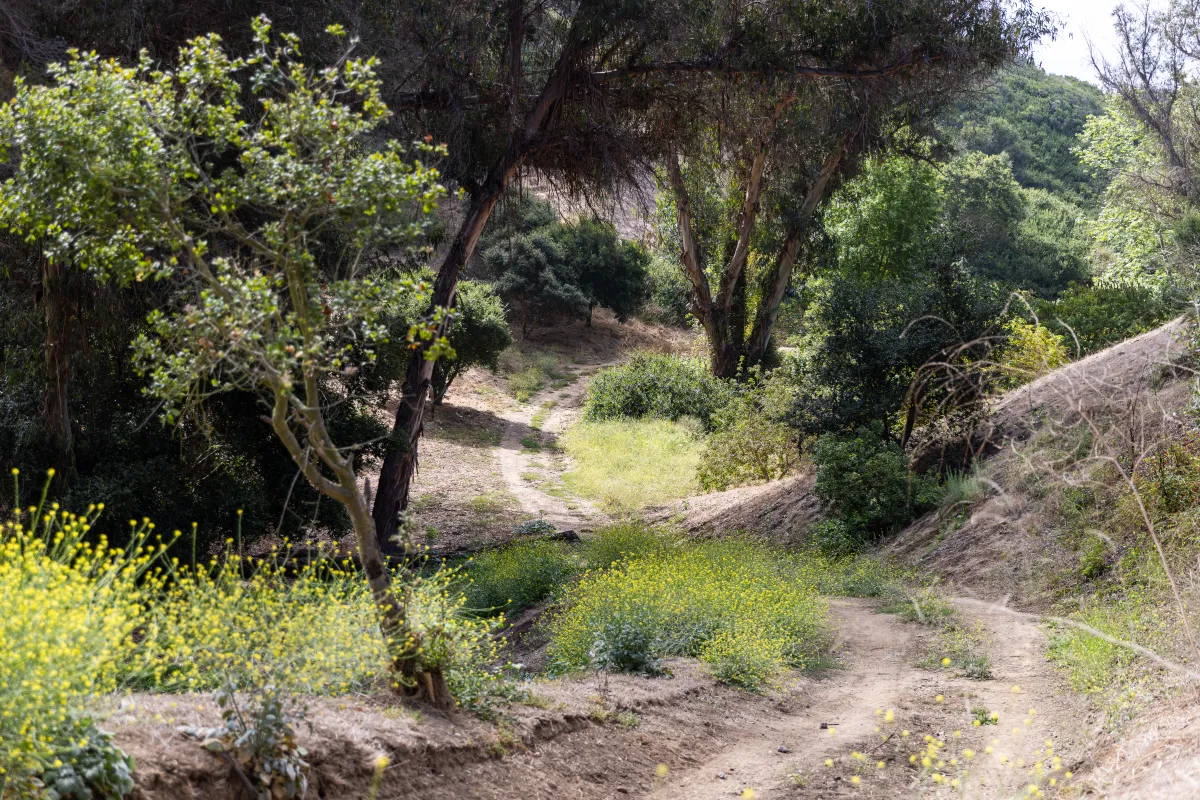 Honda Valley Park double track trails