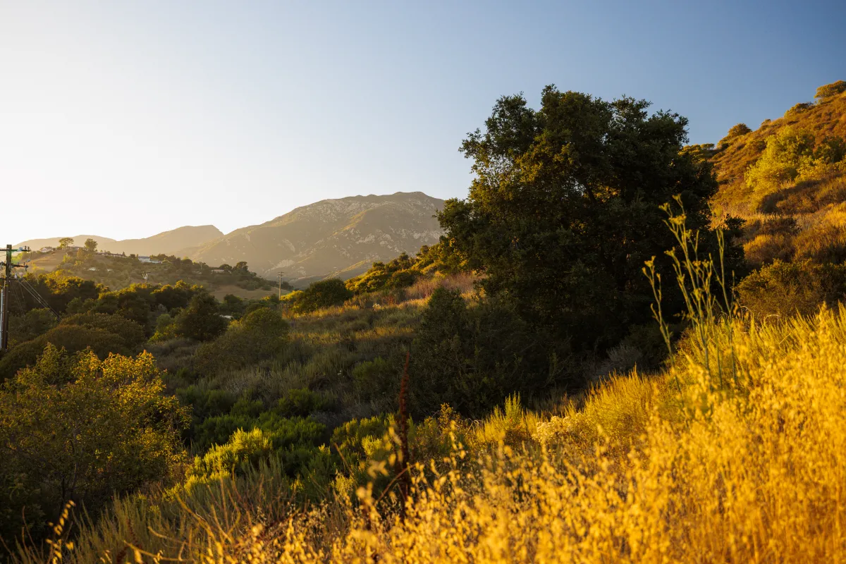 Laurel Canyon Park close to sunset