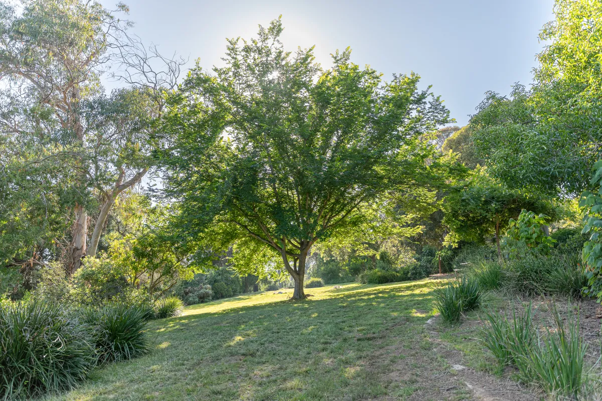 Sun shines through the branches of a tree at Orpet Park