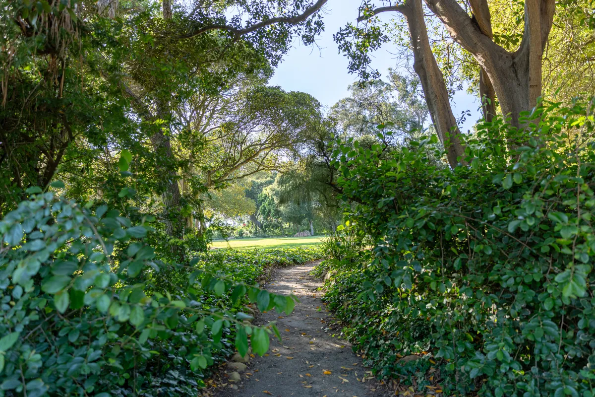 Shady pathway with green bushes along the side at Orpet Park