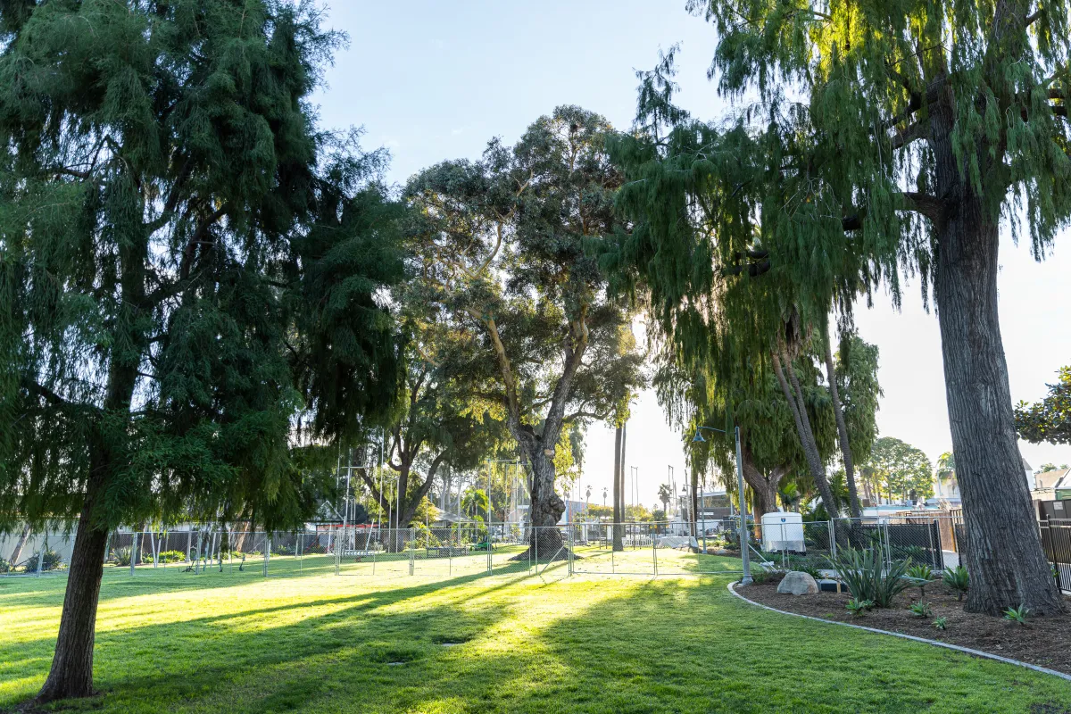 Plaza Vera Cruz with sun shining through the trees