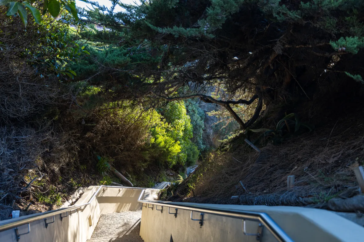 Thousand Steps with greenery growing over them providing shade