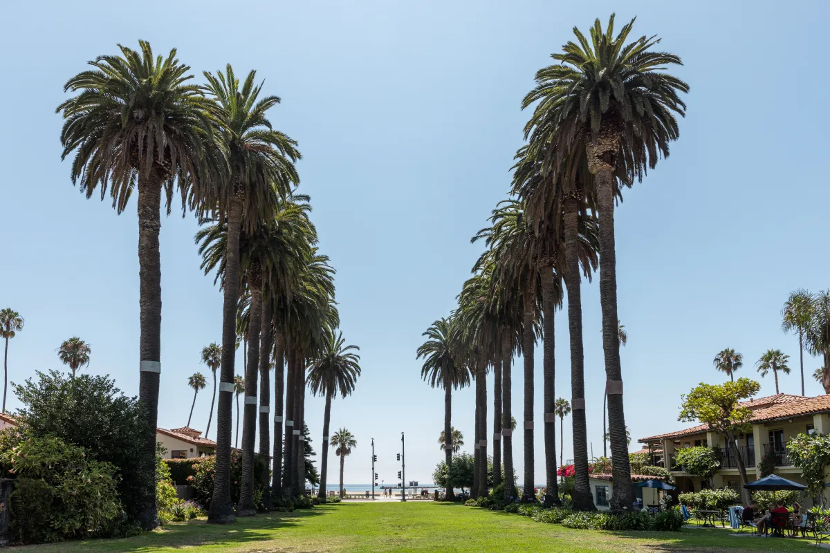 Palm trees line the sides of Ambassador Park with a clear blue sky as a backdrop
