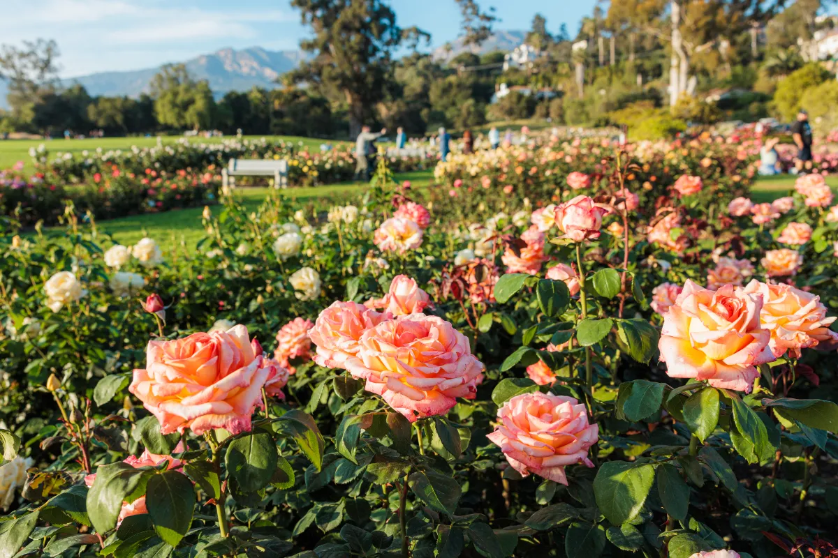 Pink roses in A.C. Postel Memorial Rose Garden at Mission Historical Park