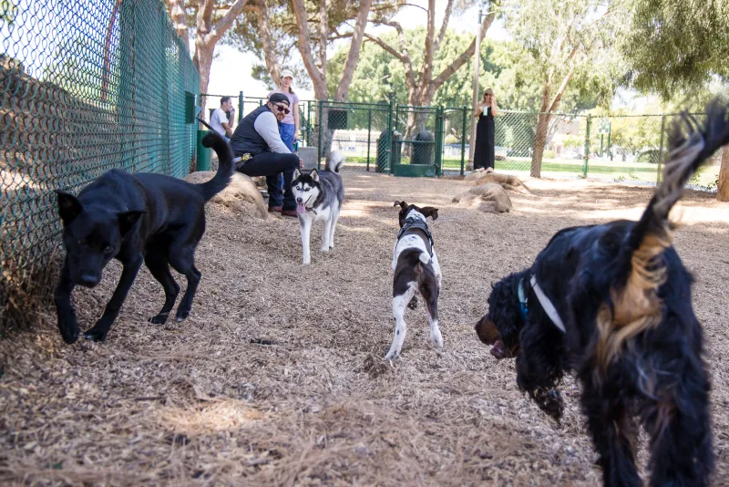 Dogs running around at MacKenzie Park dog park with owners close by.