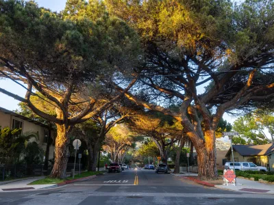 Anapamu Italian Stone Pines